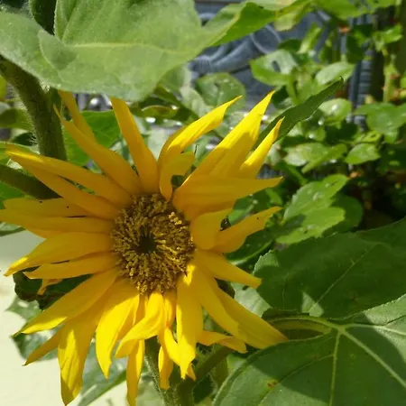 Hotel Land-gut-hotel Schenkenberger Hof